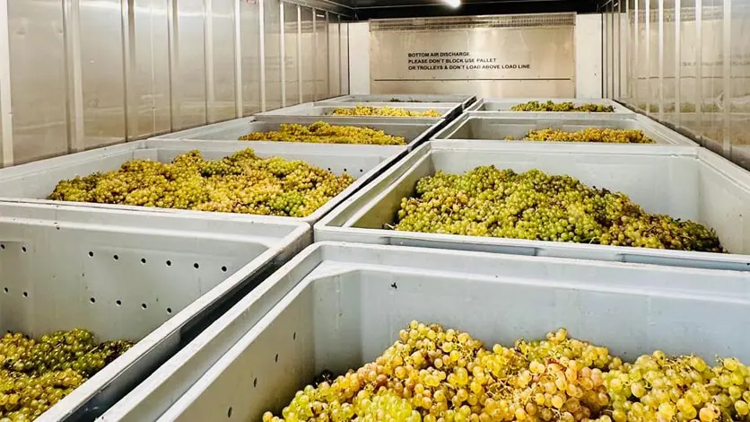 Refrigerated Containers for the Wine Sector